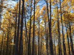 -莫尔道嘎国家森林公园