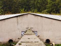-卧龙中华大熊猫苑神树坪基地
