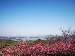 -香雪海