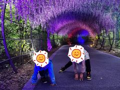 -大塘金香草谷