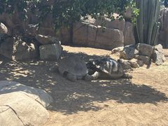 -圣地亚哥动物园