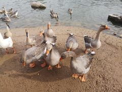 -鄂尔多斯野生动物园