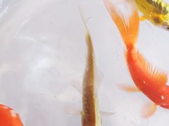 -大自然花鸟鱼虫市场