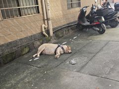 -南沙辉记烧鸡·荔枝木炭火吊烧(旧镇店)