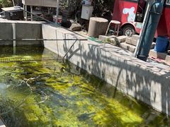 -北京龙庆四季香农家饭庄·灶台鱼·碳烤虹鳟鱼(龙庆峡店)