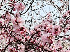 -桃花堤公园
