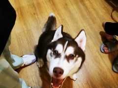 -Husky Go! 哈士奇体验馆·宠物咖啡厅狗咖
