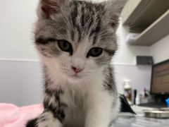 -宠物星动物医院·眼科·异宠·猫科(江南大道总院)