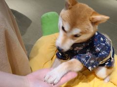 -逗柴咖啡屋·狗咖猫咖宠物桌游