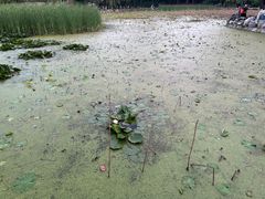 -莲湖公园