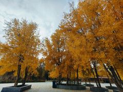 -金塔沙漠胡杨林景区
