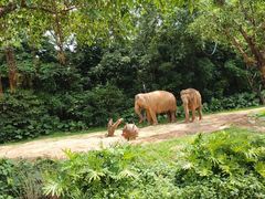 -广州长隆野生动物世界