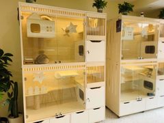 -柚子猫舍·精品猫舍购猫·猫咪认养·购宠·宠物店