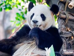 -灵玲国际马戏城