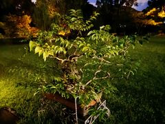 -申粤轩酒楼·三十年粤菜经典(丁香花园店)
