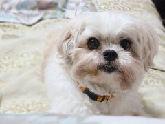 -彩虹桥宠物火化殡葬善终服务(金乐大厦店)