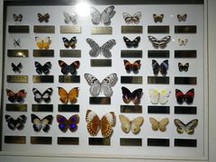 -上海昆虫博物馆