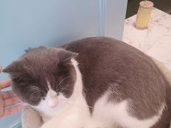 -遇见羊驼·奶狗咖·布偶猫咖·法斗柯基柴犬阿拉斯加(春熙路太古里IFS店)