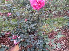 -人民公园(罗湖区)