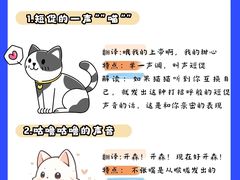 -猫十亿·布偶金渐层·曼基康矮脚猫舍(青年路店)