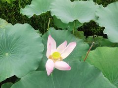 -白塔湖国家湿地公园