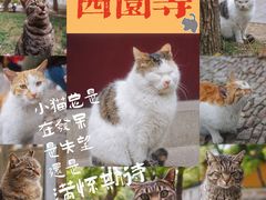 -西园戒幢律寺