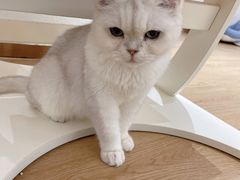 -1013 PET SHOP精品宠物商店(丁香店)
