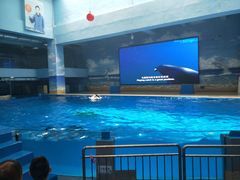 -锦艺城海洋馆