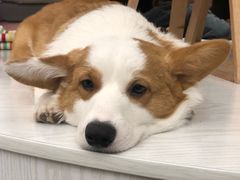 -浣熊柯尔鸭土拨鼠·电玩咖