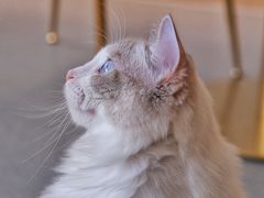布偶猫小仙女-飞行喵MR PILOT|猫舍·猫咖(静安大融城店)