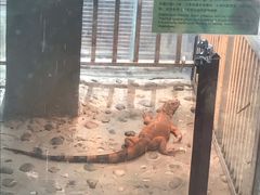 -上海大自然野生昆虫馆(东方明珠·爬宠昆虫探索中心)