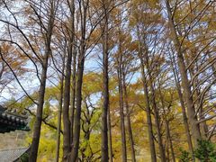 -青岛崂山太清宫