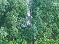 -东寨港红树林旅游区