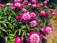 -国家植物园南园