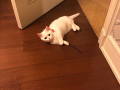 矮脚猫-1013 PET SHOP 宠物商店(近铁城市广场店)
