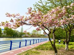 -高东镇樱花园