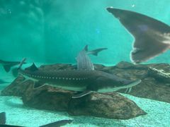 -太平洋海底世界