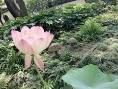 -上海醉白池公园