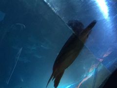 -海棠湾洲际-涛·海底餐厅·美人鱼·自助餐·海底隧道
