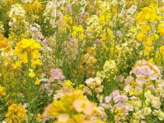 -中国天府农业博览园