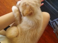 -艾吉宠物医院·疑难杂症转诊中心·猫友好(碧江路院)