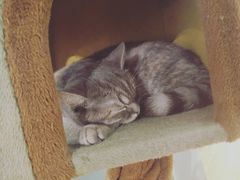 -猫小院猫主题餐厅(三里屯店)