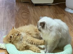 -MOCHA明星猫咖(田子坊店)