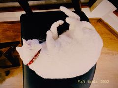 -有猫主题·治愈系猫咖(曾厝垵店)