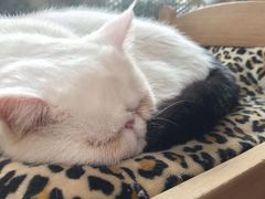 -猫小院猫主题咖啡厅(北锣店)