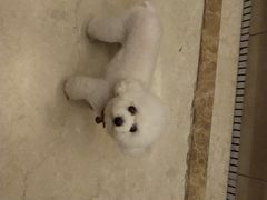 -佳雯宠物医院·皮肤科·内外科(春晓路分院)