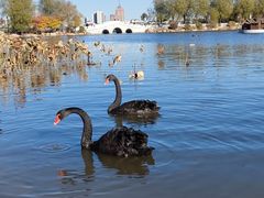 -长春市南湖公园