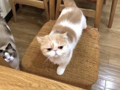 -滚猫咖啡·猫咖·猫友好撸猫(未来城店)