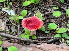 -帽儿山国家森林公园