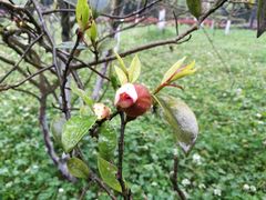 -雅安楠水阁温泉酒店